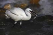 Kk ak balkl / Egretta garzetta / Little egret